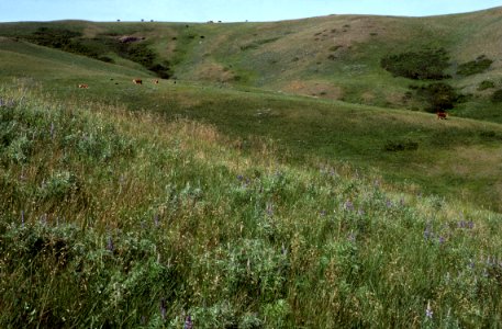 Rangeland123.tif