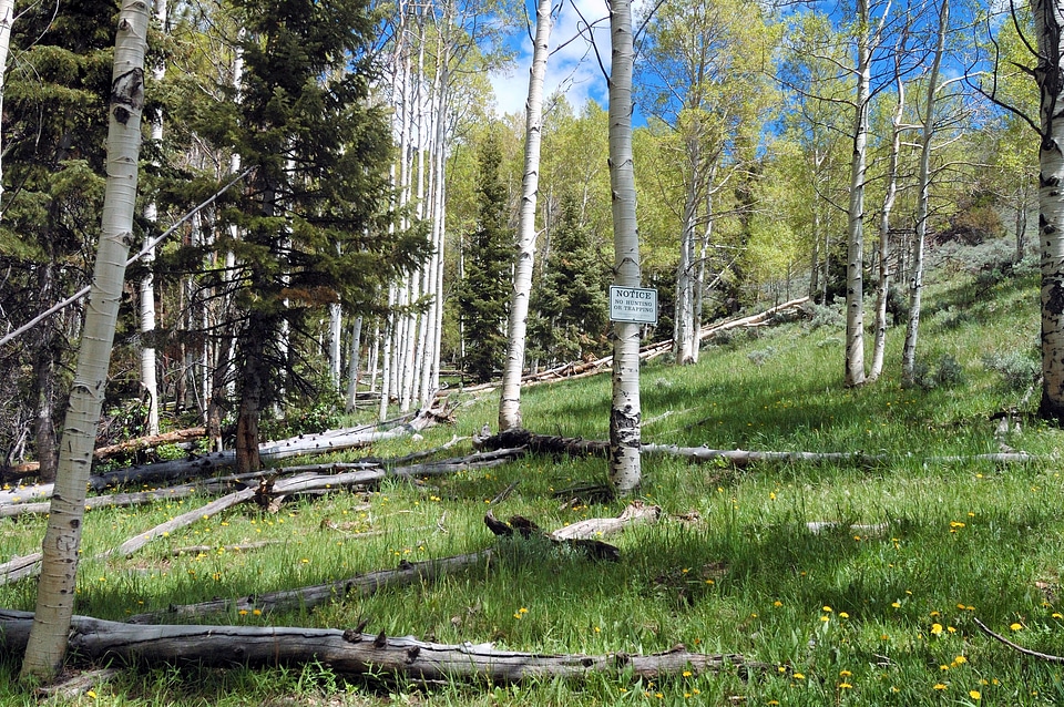 Forest trees nature