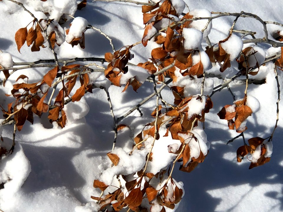 SNOW39