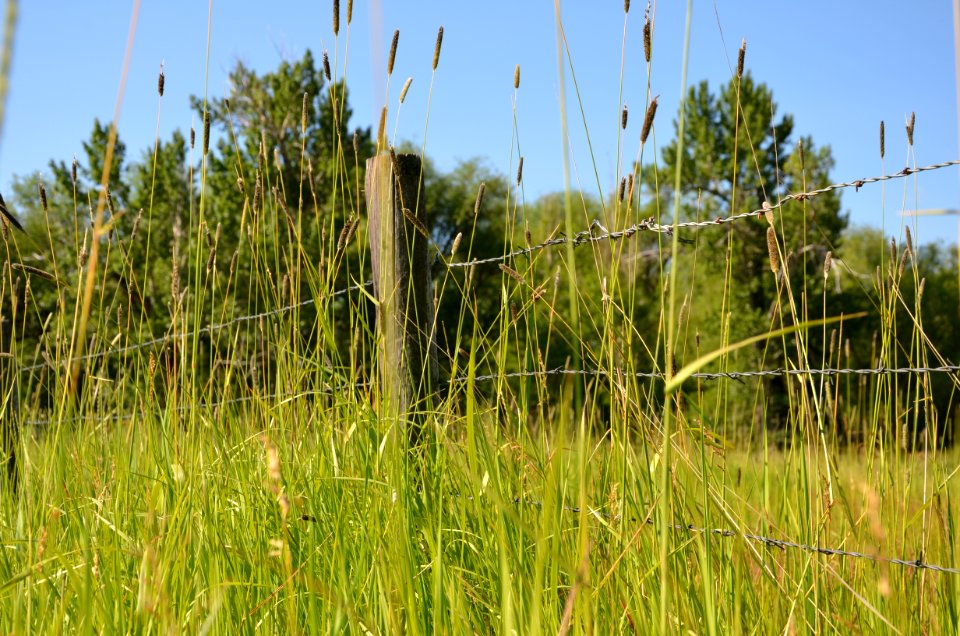 Grass026