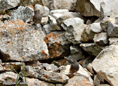 Hembra de colirrojo tizón (Phoenicurus ochruros) con su volantón