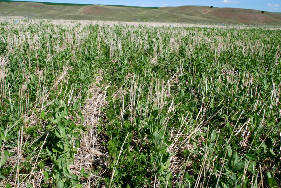 Cover Crops Tour 029