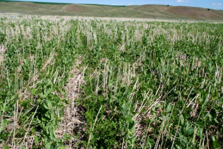 Cover Crops Tour 029