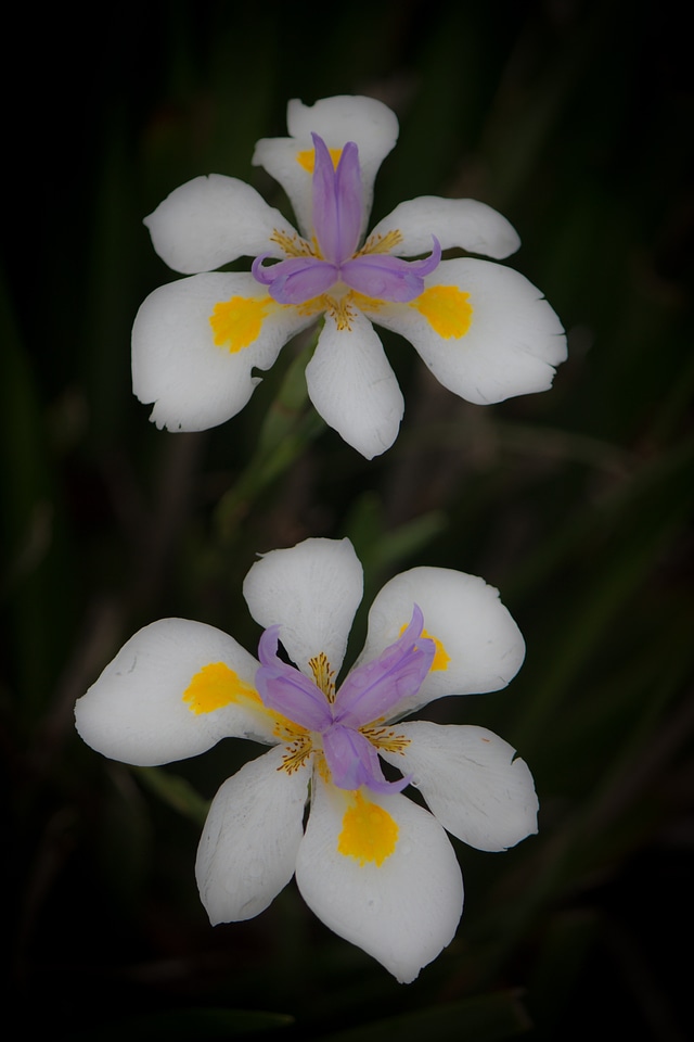 Plant natural blossom