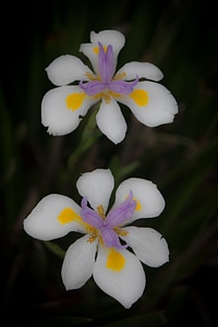 Plant natural blossom
