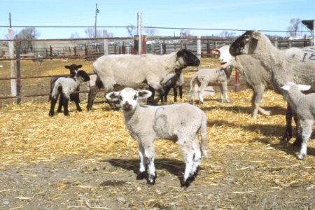 Livestock32.tif