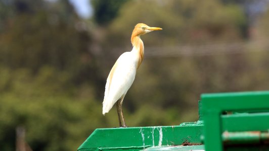20181118 Kianawah Road Wetlands Cattle Egret