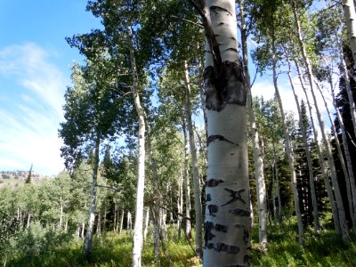 Trees87