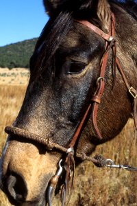 Livestock41.tif