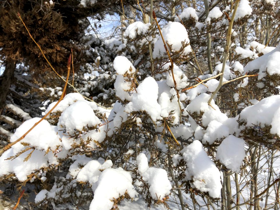 SNOW26