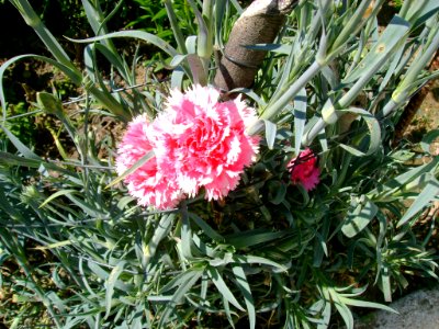 DSC05382