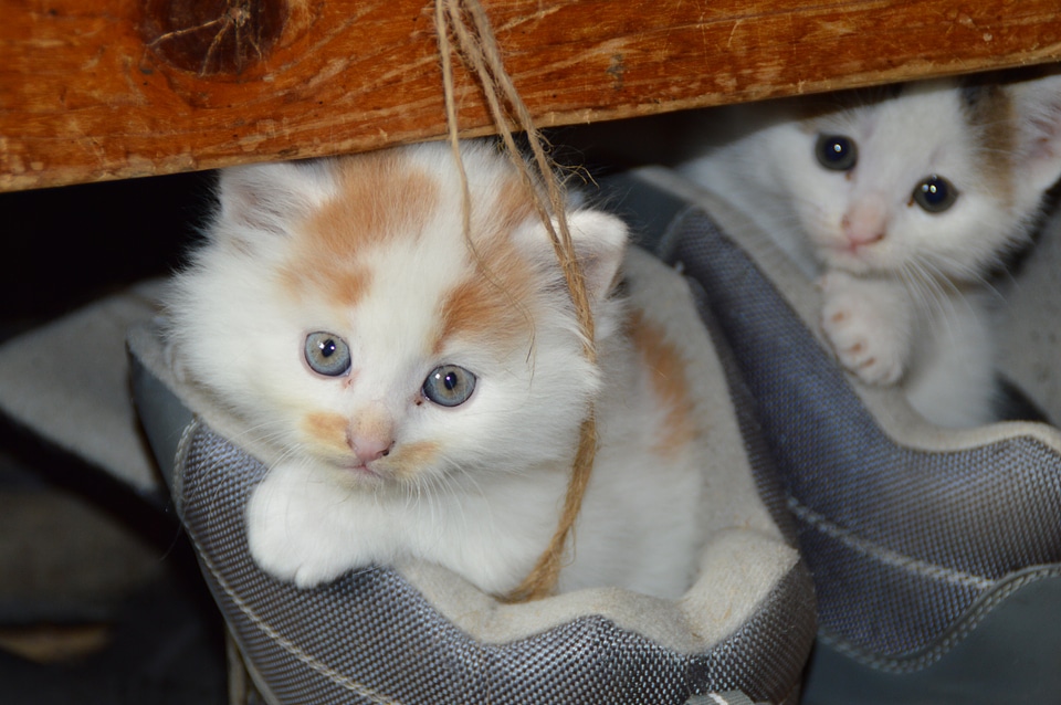 Mieze dear cute cat