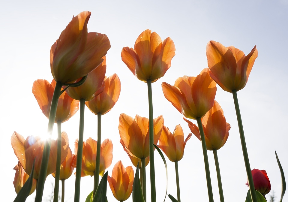 Summer tulip natural