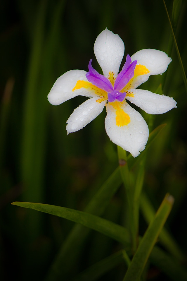 Purple flower yellow flower spring