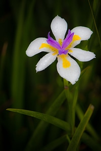 Purple flower yellow flower spring