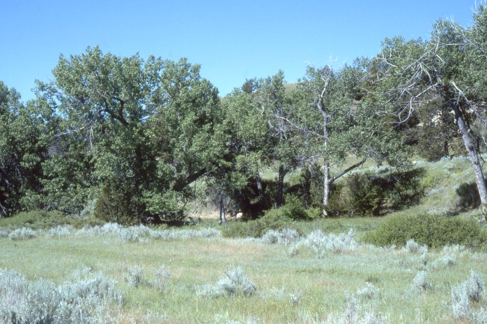 Trees28.tif