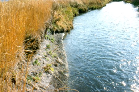 Riparian96.tif