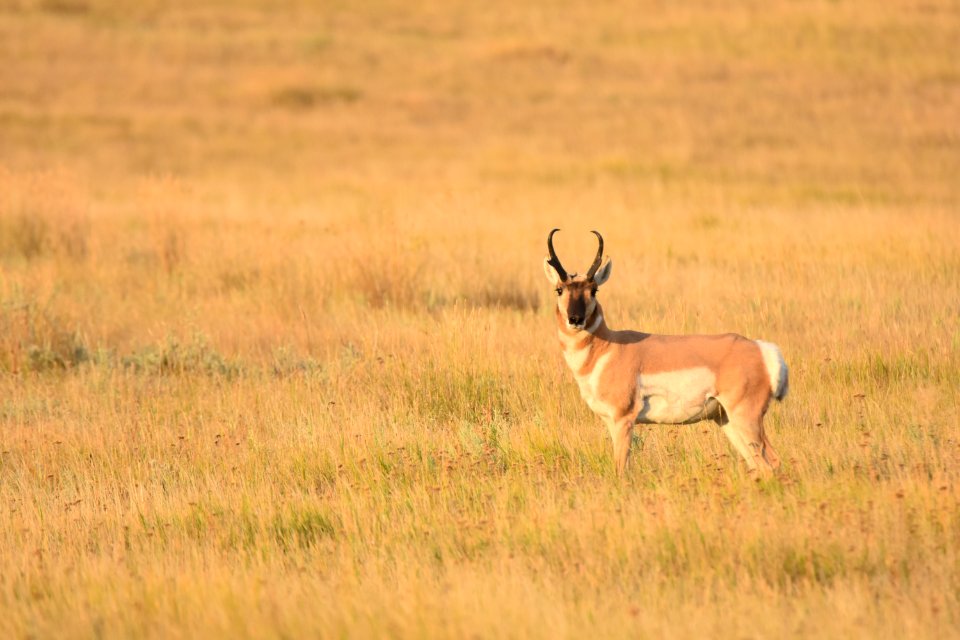 wildlife255.jpg