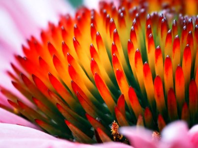 Echinacea photo