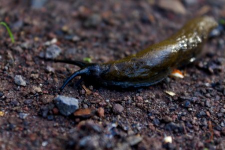 land slug