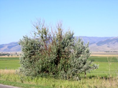 Trees64