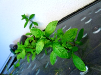 Hygrophila polysperma
