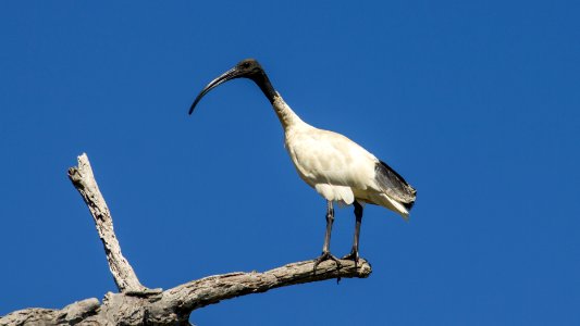Threskiornis-molucca