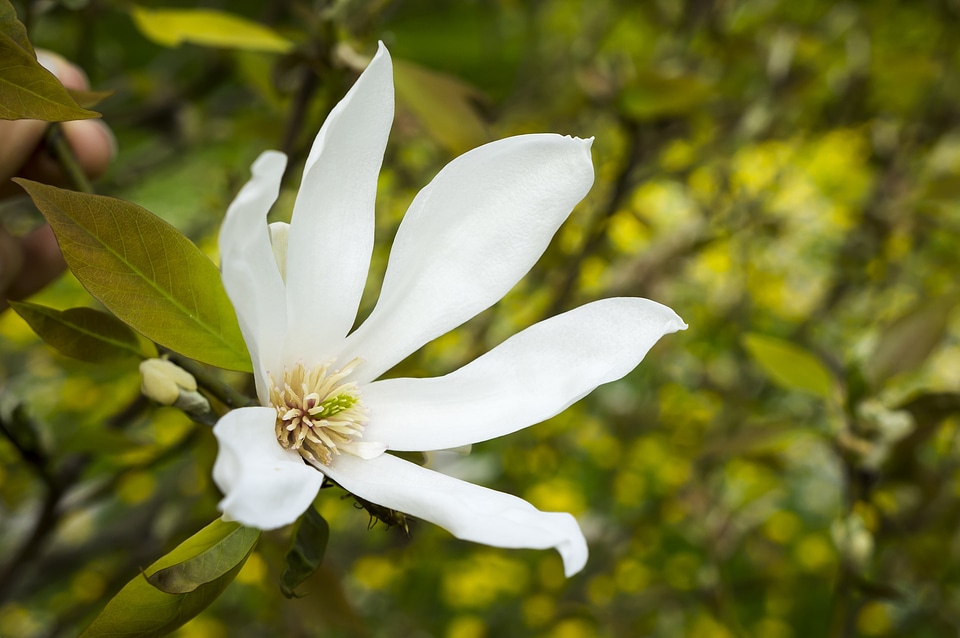 Macro white flower spring