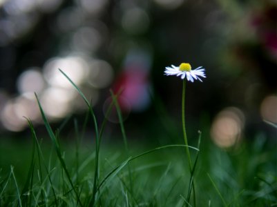 Daisy