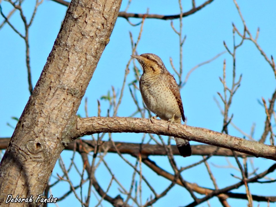 Torcecuello (Jynx torquilla)