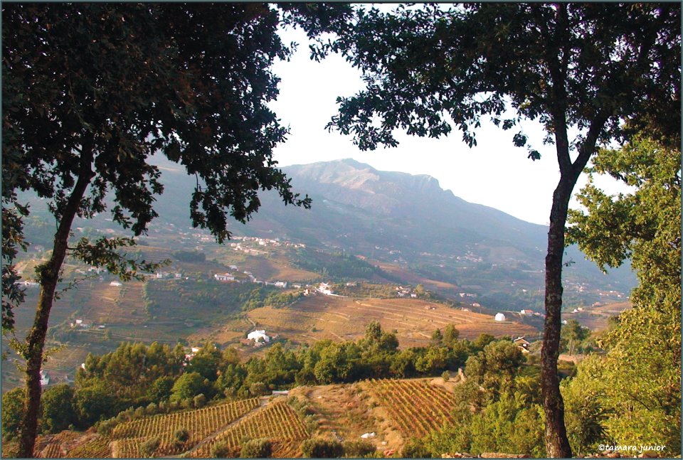 Mártir (Vista de Oliveira)
