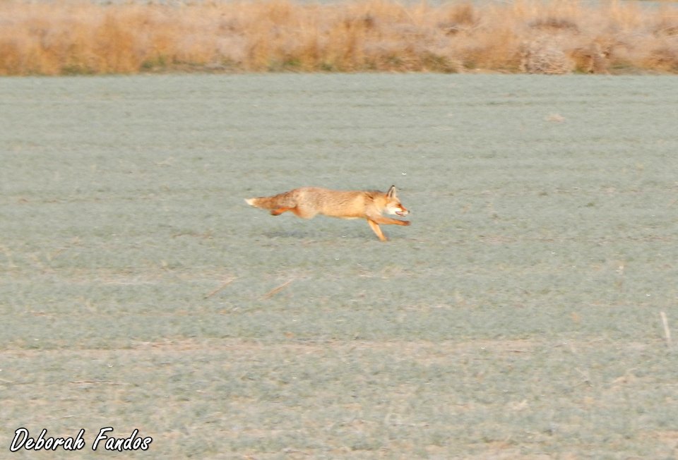 Zorro (Vulpes vulpes)