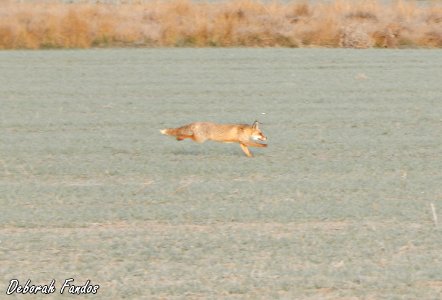 Zorro (Vulpes vulpes)