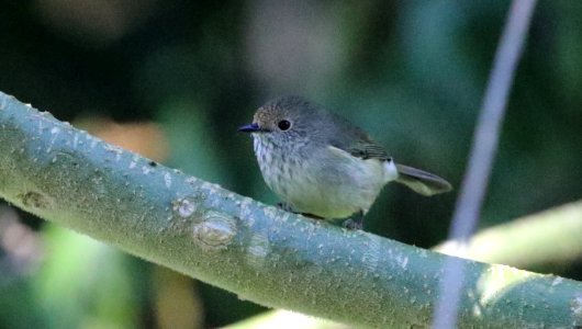 20180520 Savages Rd Brown Thornbill RichardFuller