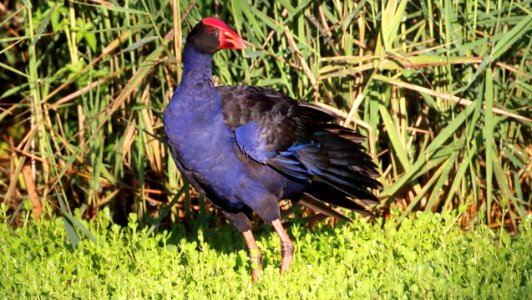 Porphyrio-melanotus