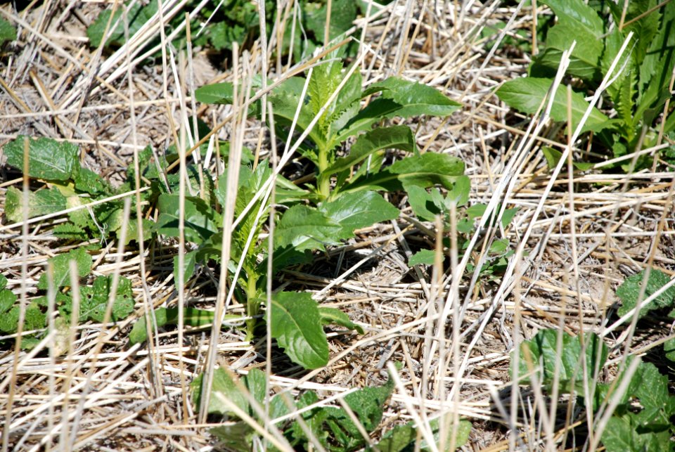 Cover Crops Tour 075