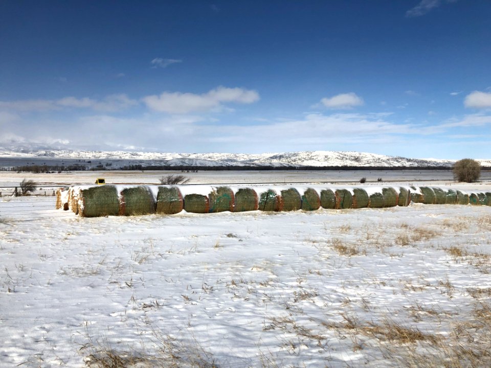 SNOW65