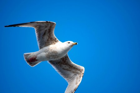 seagull photo