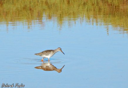 Archibebe común (Tringa totanus)