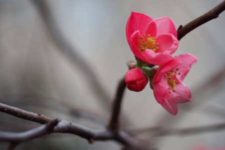 Chaenomeles photo