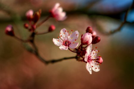 Cherry Blossom
