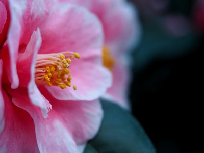 Camellia photo