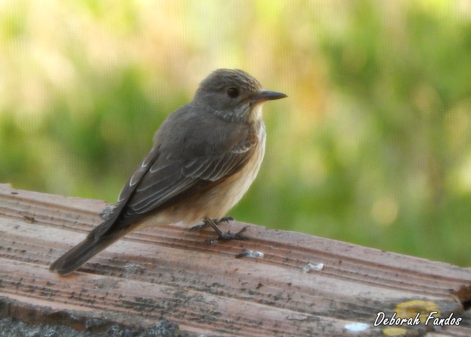 Papamoscas gris (Muscicapa striata)