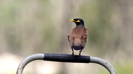 20181118 Kianawah Road Wetlands Common Myna
