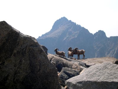 Wildlife99.tif