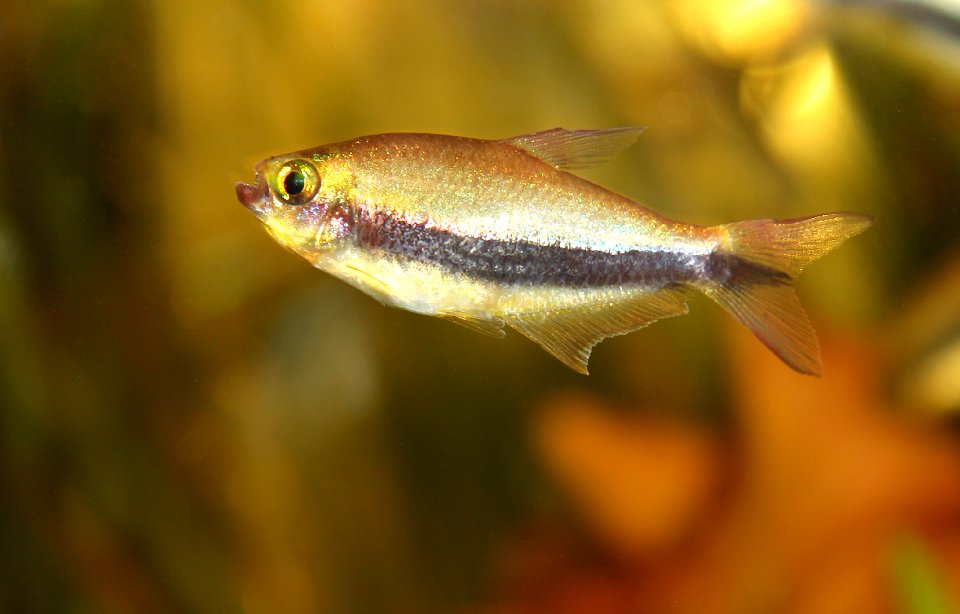 Nematobrycon palmeri