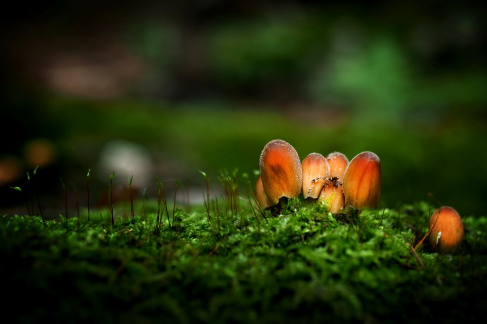 Mushrooms