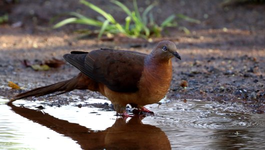 Macropygia-phasianella