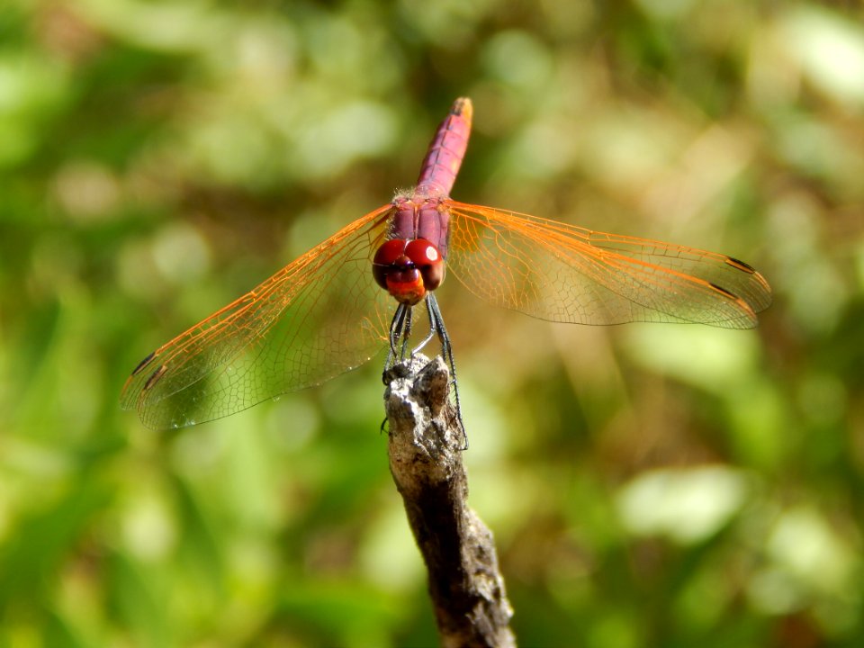 Libélula violeta (Trithemis annulata)