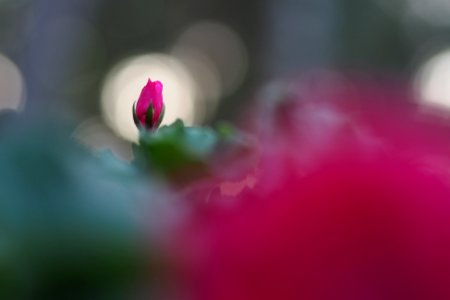 Geranium photo